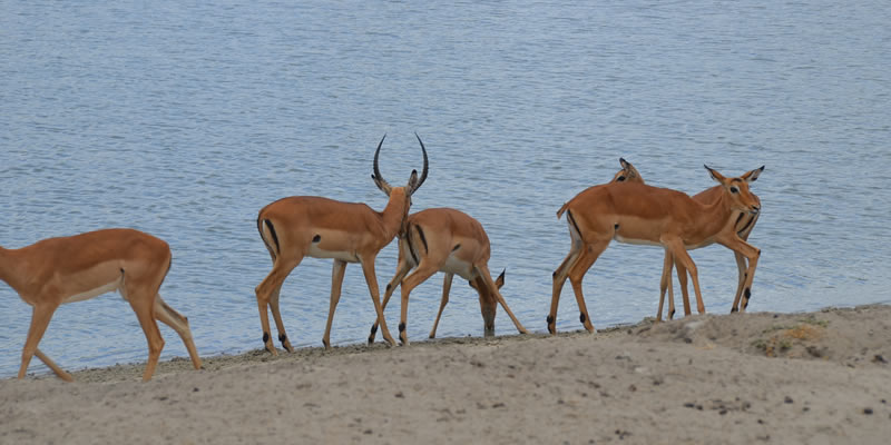 impala