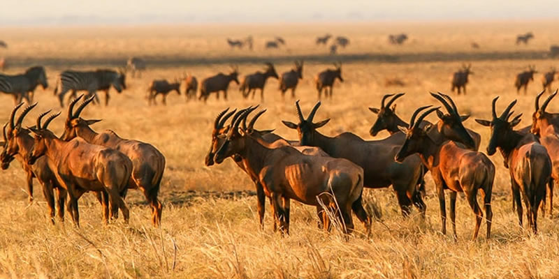 Topi Serengeti