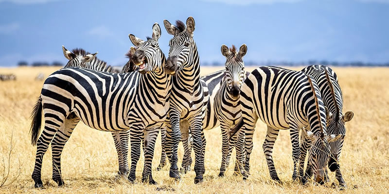 zebra at Tarangire N/Park